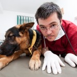 veterinary pet insurance