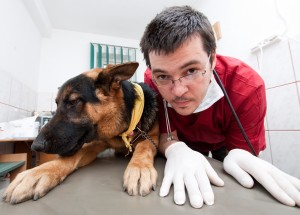 veterinary pet insurance